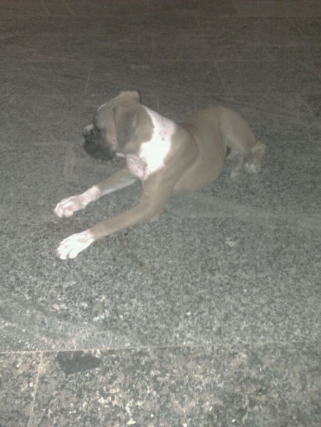 cambio boxer de 1 ano y medio 