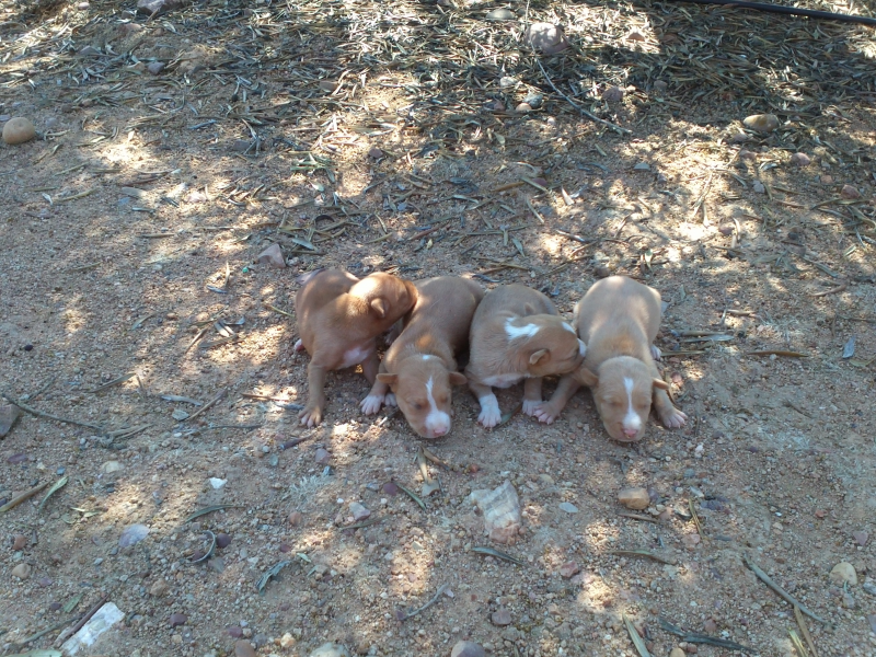 Cachorros de Podenco