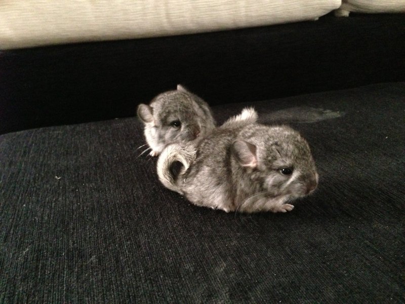 Chinchilla 