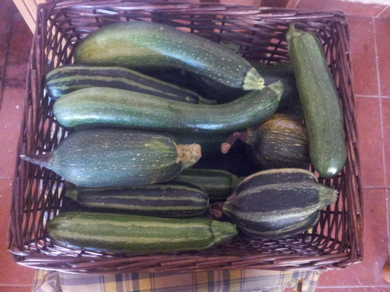 Calabacin ecologico