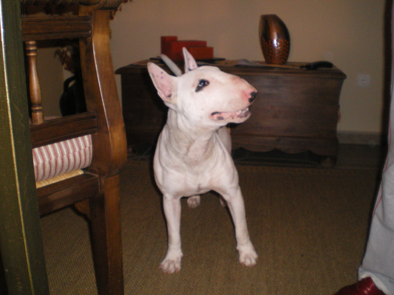 bull terrier