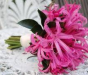 Nerine Arte Floral
